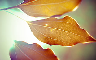 closeup photo of brown leaves HD wallpaper
